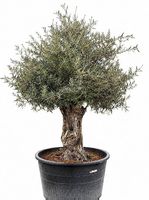 AKTIONSPREIS - Olivenbaum "Olea Europea 01"