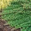 Piante & sementi: Framboisier orange rampant 'Emerald Carpet' 2 PLANTS – Nuovo (secondo la descrizione) da Bremblens venduto da FIBONACCI369 2
