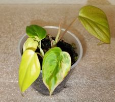 Philodendron Micans Variegata