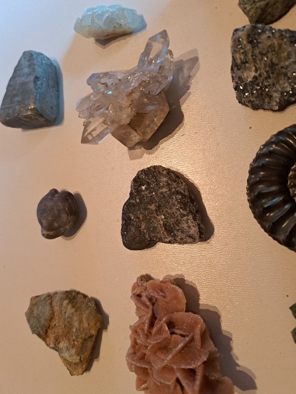 Fossilien: Div.Versteinerungen und Mineralien – Gebraucht aus Walde AG von Kunstgiesser 3
