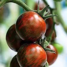 Piante & sementi: 20 Samen ZEBRINO Tomate – Nuovo (secondo la descrizione) da Ehrendingen venduto da VerveinaSamen 2