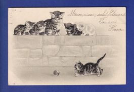 CHAT - Chatons joueurs - Carte gauffrée