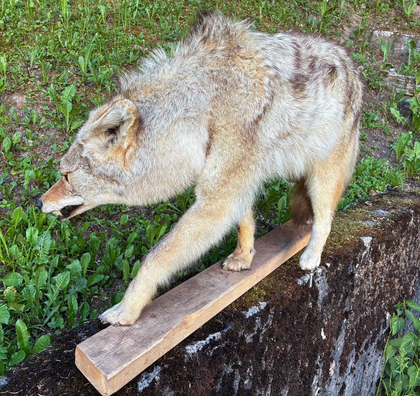 Il mondo degli animali: Kojote aus Amerika – Usato da Bäretswil venduto da robsonantik 6