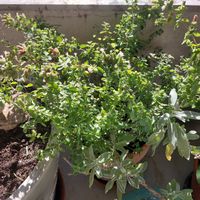 Bienenwaide- Oregano, ca 40 cm hoch mit Tontopf