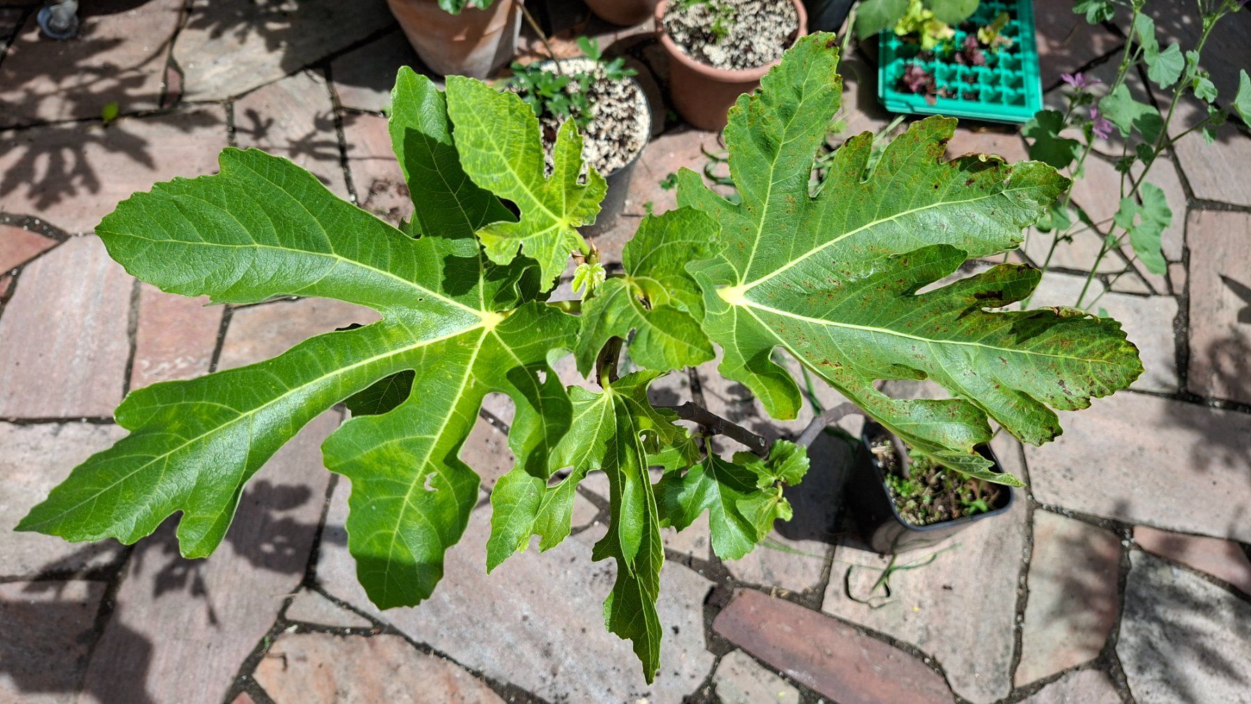 Piante & sementi: Mittelgrosser Feigenbaum – Usato da Alikon venduto da Brunzolini 1