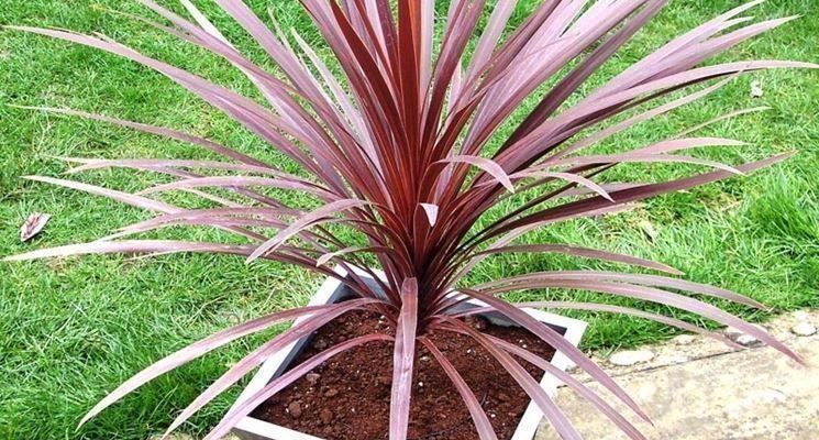Piante & sementi: Cordyline australe RED STAR  15-20cm – Nuovo (secondo la descrizione) da Bremblens venduto da FIBONACCI369 3