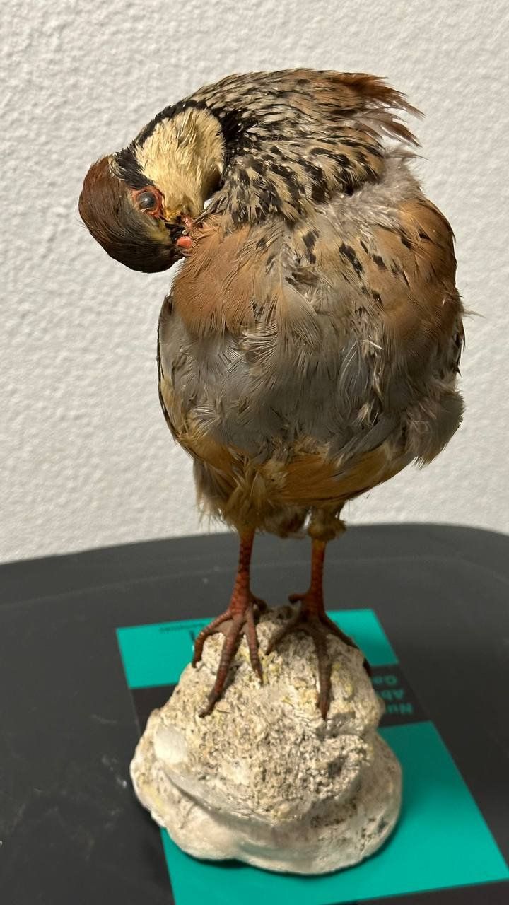 Il mondo degli animali: Ausgestopfter Vogel – Usato da Beringen venduto da Mantafisch1
