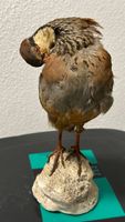 Ausgestopfter Vogel