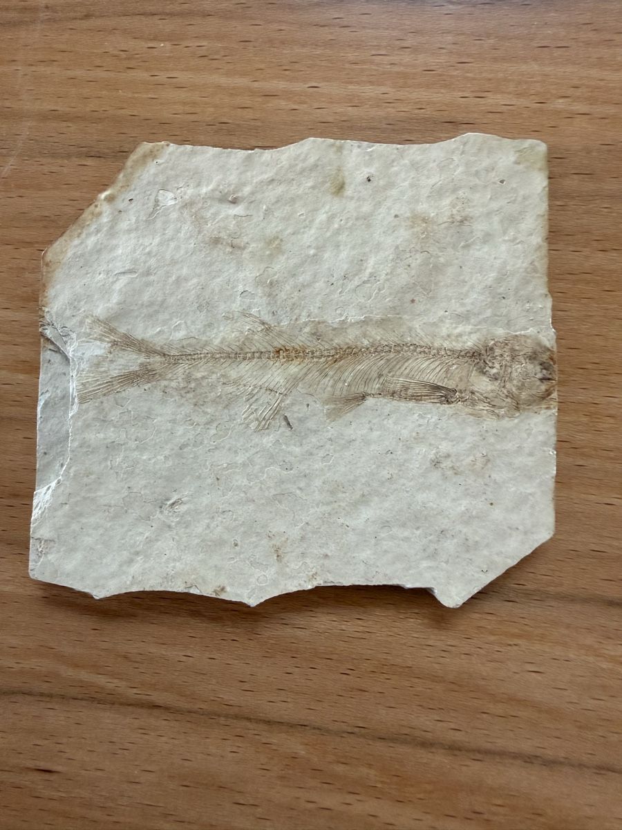 Fossili: Versteinerter Fisch – Usato da Grenchen venduto da Bastet007
