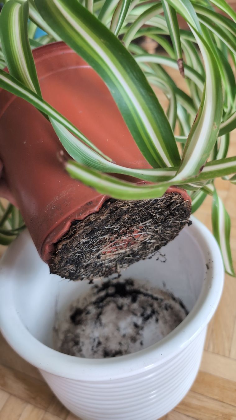 Plantes & graines: Spider Plant – D'occasion à Wallisellen par ali_x62p 4