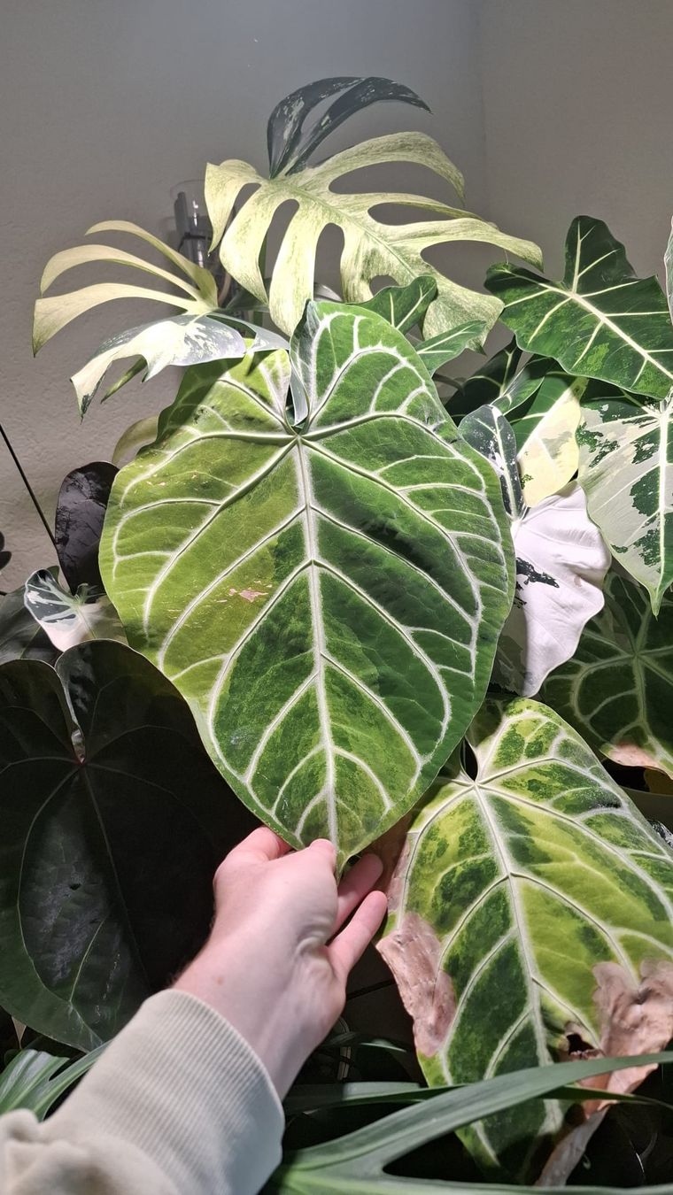 Piante & sementi: Anthurium crystallinum variegata aurea – Usato da Hausen AG venduto da Pflaenzlioase 1