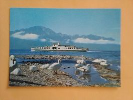 Lac Leman Schiff Schwäne