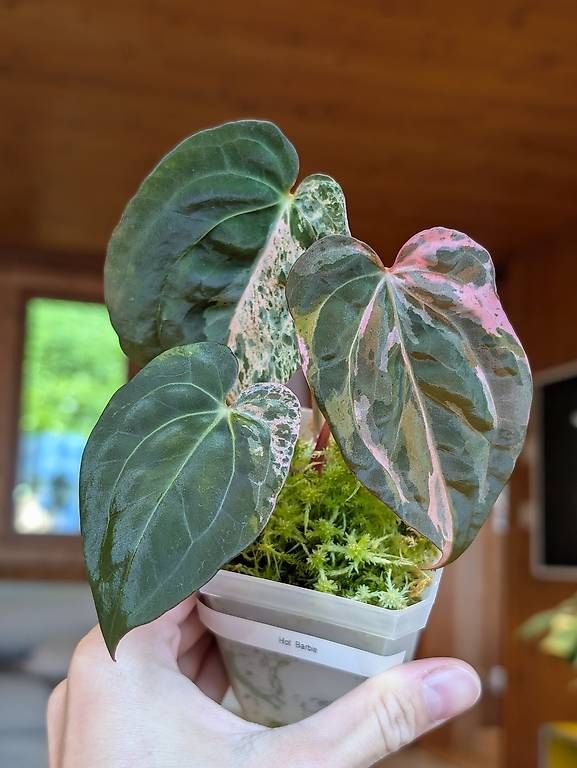 Piante & sementi: Anthurium 'Hot Barbie' Pink Variegata – Nuovo (secondo la descrizione) da Faulensee venduto da plantmama 3