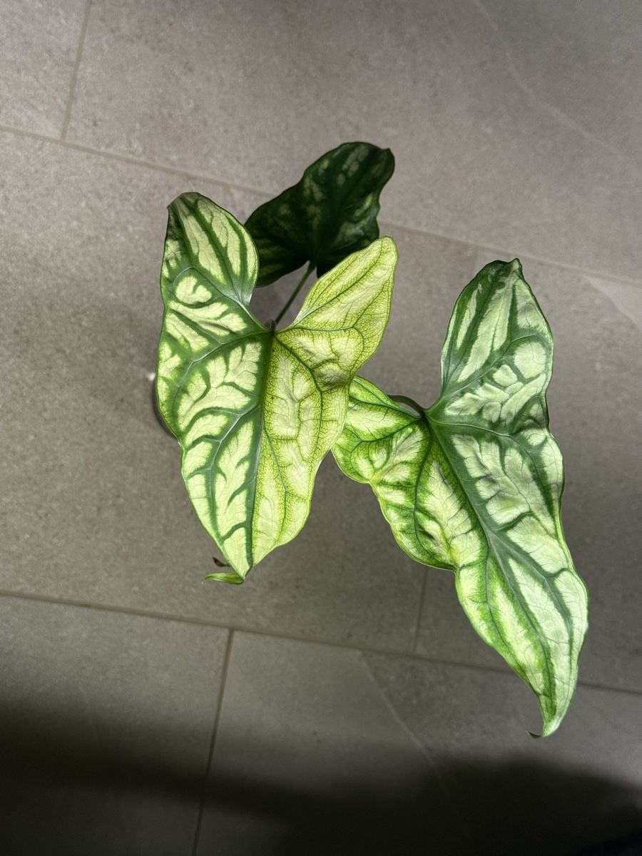 Pflanzen & Samen: Cerestis mirabilis variegata – Gebraucht aus Bachenbülach von csp_6rns 2