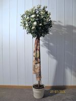 Rosen Bäumchen Rosenstock Kunstplanze Blüten Knospen