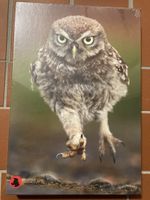 Steinkauz Puzzle der Vogelwarte