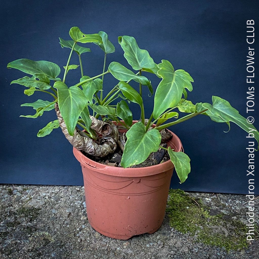Philodendron Xanadu - kompakter, stammbildender Philo (Neu und  originalverpackt) in Adliswil fr CHF 46  nur Abholung auf Ricardo kaufen