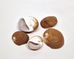 Albumen Schnecke 3 - 5 cm 20 Stück *Ausverkauf*