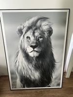 3 Raubkatzen Bilder