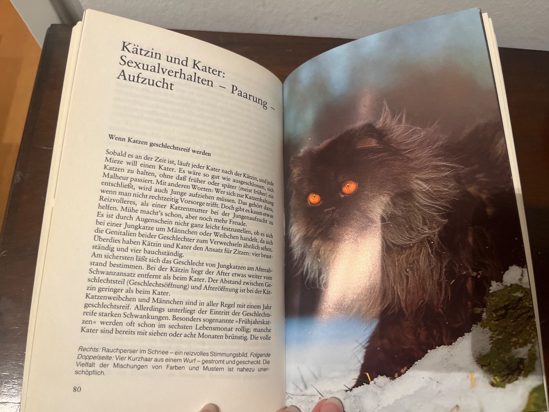 Libri: Buch - Knaurs Katzenbuch, Walter Schneider – Usato da Luzern venduto da Jiggy_8898 6
