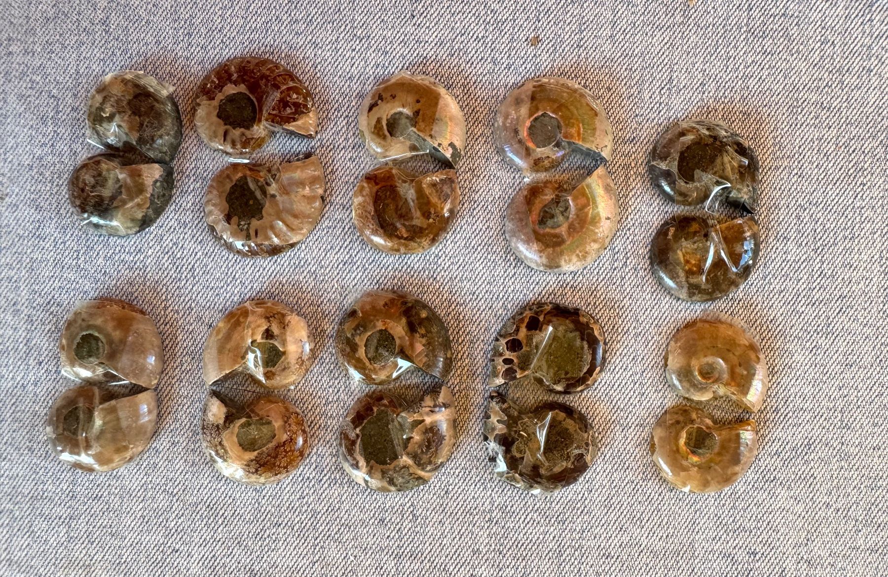 Fossilien: Ammoniten   - 10 Paar klein!, top poliert - lässige Sammlung – Neu und originalverpackt aus Leuggern von gemshow 8