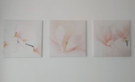 Wandbild Blumen Magnolia Set 3 Teilig Weiss Rosa 50