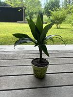 Dracaena fragrans