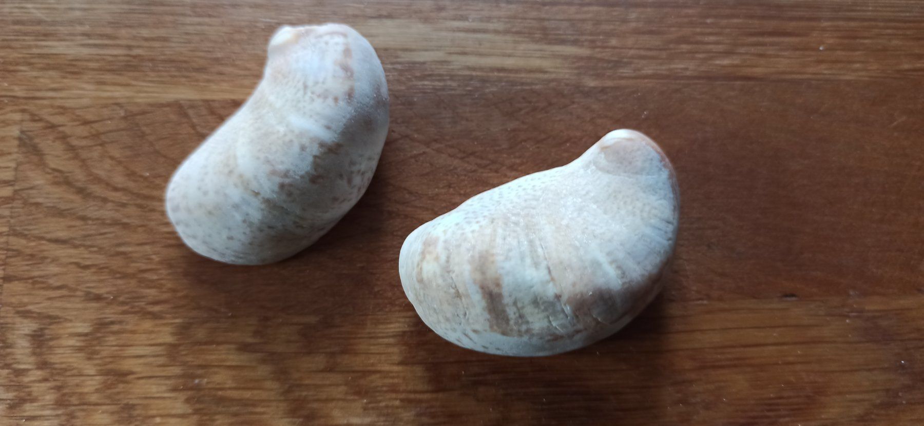 Alle Dekorationen: Muscheln – Gebraucht aus Luzern von Hherger
