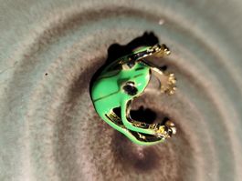 Frosch Ring 🐸 Grössenverstellbar - Super Niedlich 🐸
