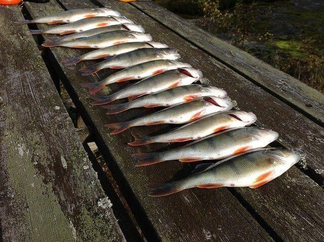 Zeck Wilson Gummifisch Zander Gummi 10 Cm No Action Shads Drop Shot