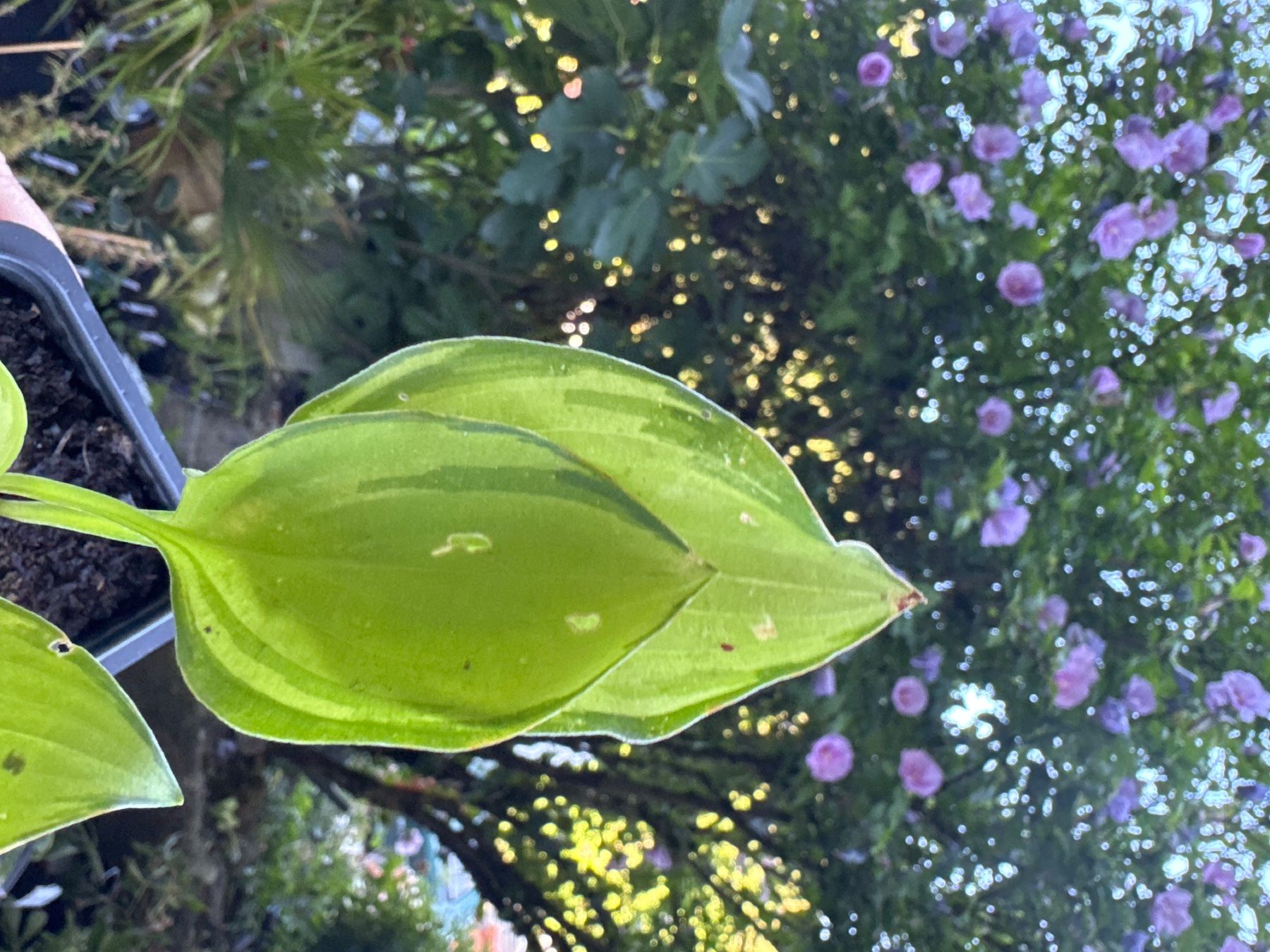 Pflanzen & Samen: Hosta emerald tiara 1 – Gebraucht aus Lajoux JU von Briard0 2