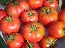 Tomate, Berner Rosen 12 Samen