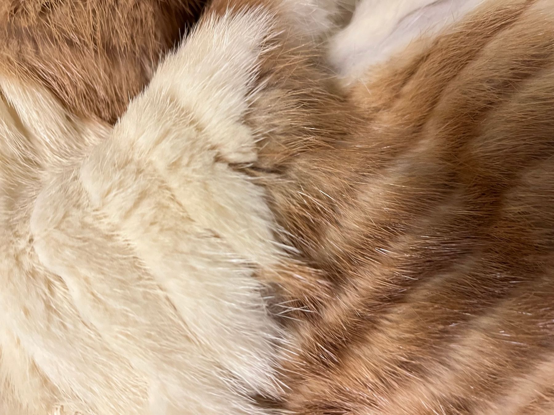 Coperte: Felldecke 225/130cm – Usato da Basel venduto da Lancer4 1