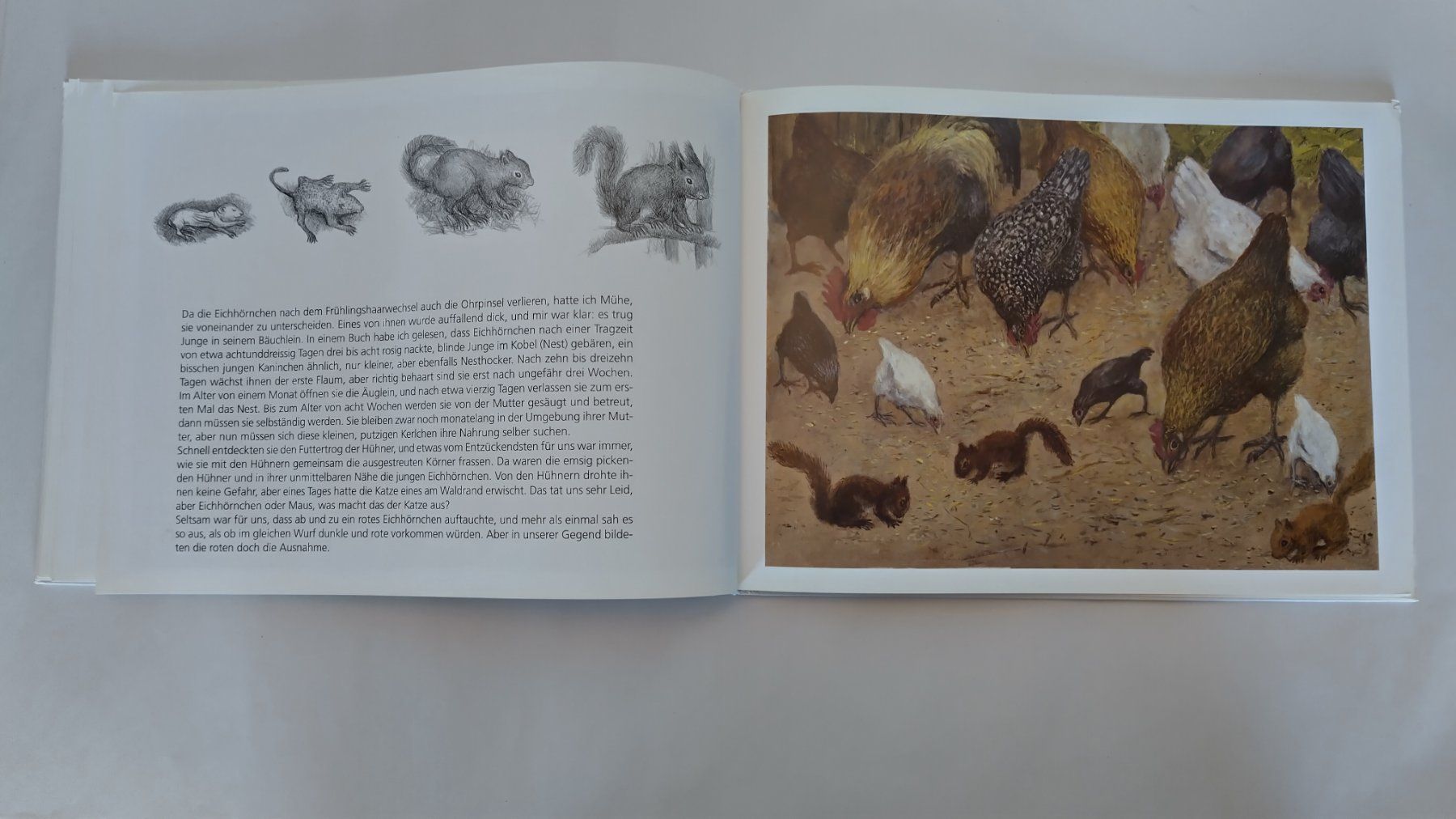 Bücher: Peter Bergmann - Eichhörnchen auf Besuch / Bilderbuch – Gebraucht aus Bellach von JingleJerry 8