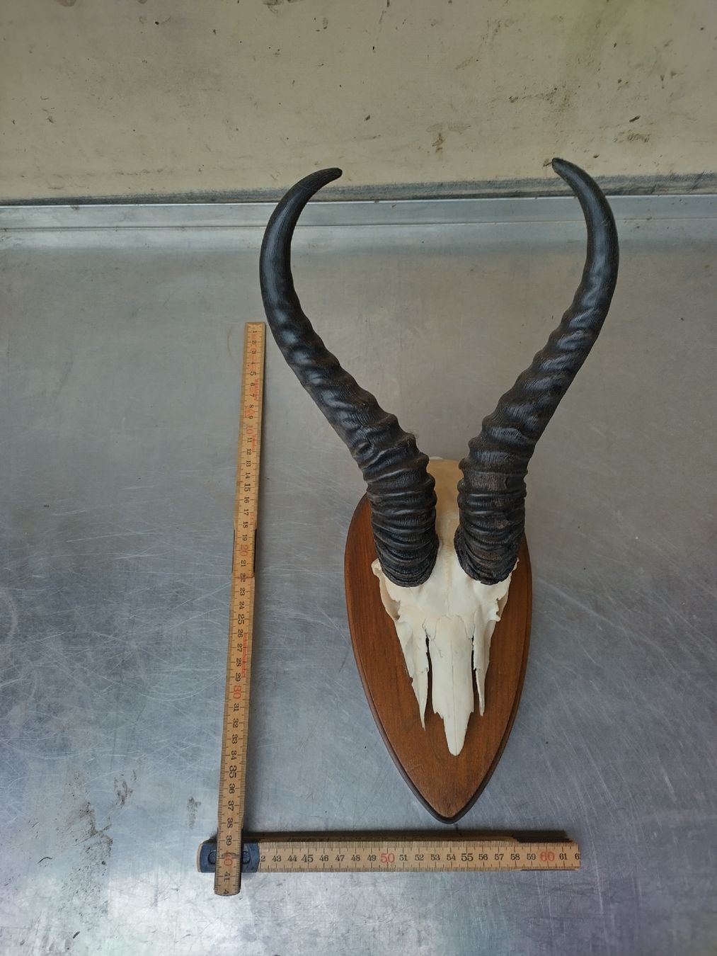 Il mondo degli animali: Antilope Gehörn Trophäe Jagdtrophäe Deko Afrika – Usato da Wettingen venduto da Bwalti