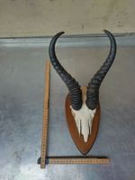 Antilope Gehörn Trophäe Jagdtrophäe Deko Afrika