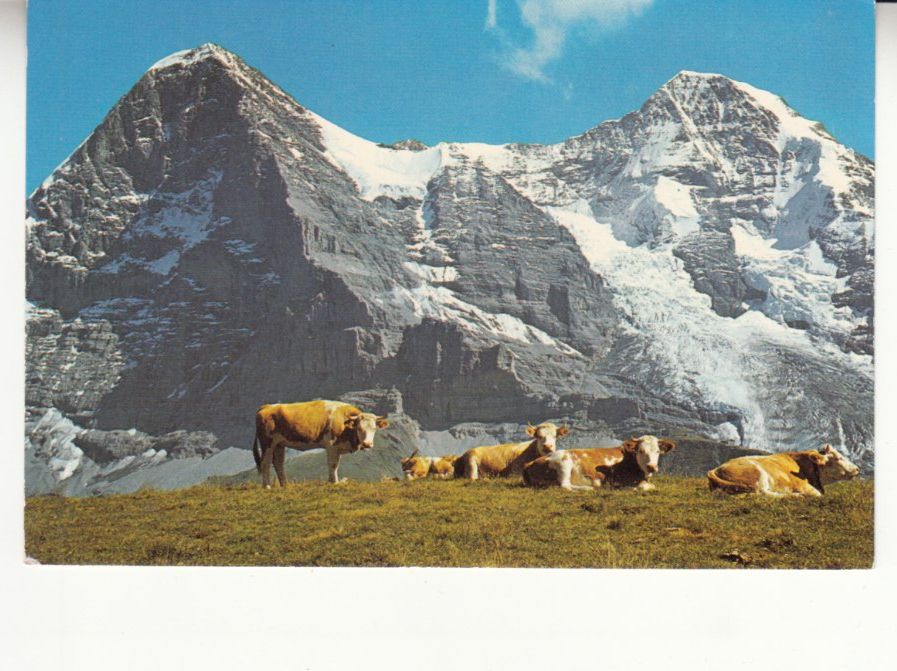 Cartoline postali: Eiger Mönch ca. 1960 – Usato da Bürglen TG venduto da StampGraf