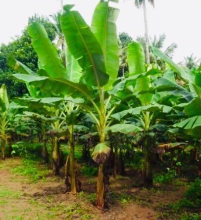 Piante & sementi: Ab 5.- fr 1 STK SAME ECHTE BANANEN PALME‪ – Nuovo e nell'imballaggio originale da Rovio venduto da POSITIFFARTandPLANTS 5