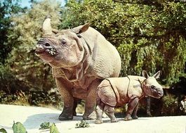 BASEL Zoologischer Garten - Indisches Panzernashorn