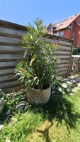 Oleander dunkelrot, in grossem Keramiktopf