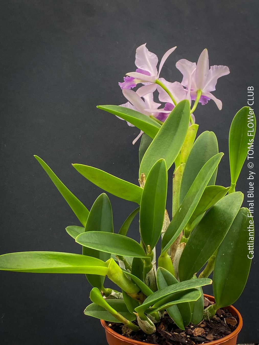 Piante & sementi: Cattlianthe Final Blue - magisch duftende Blau-Cattleya – Nuovo e nell'imballaggio originale da Adliswil venduto da TAKEYOURPLANT 7