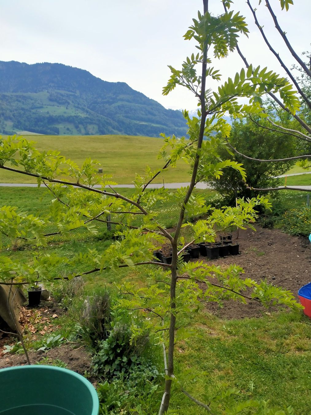 Piante & sementi: Amerikanische Gleditschie  ohne Dorne – Usato da Küssnacht am Rigi venduto da perlboote 4