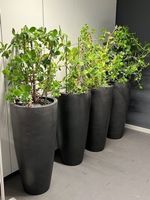 Pflanzentopf Topf Blumentopf Pflanzengefäs hochwertig 6 Stüc