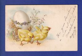 OISEAU - Poussins
