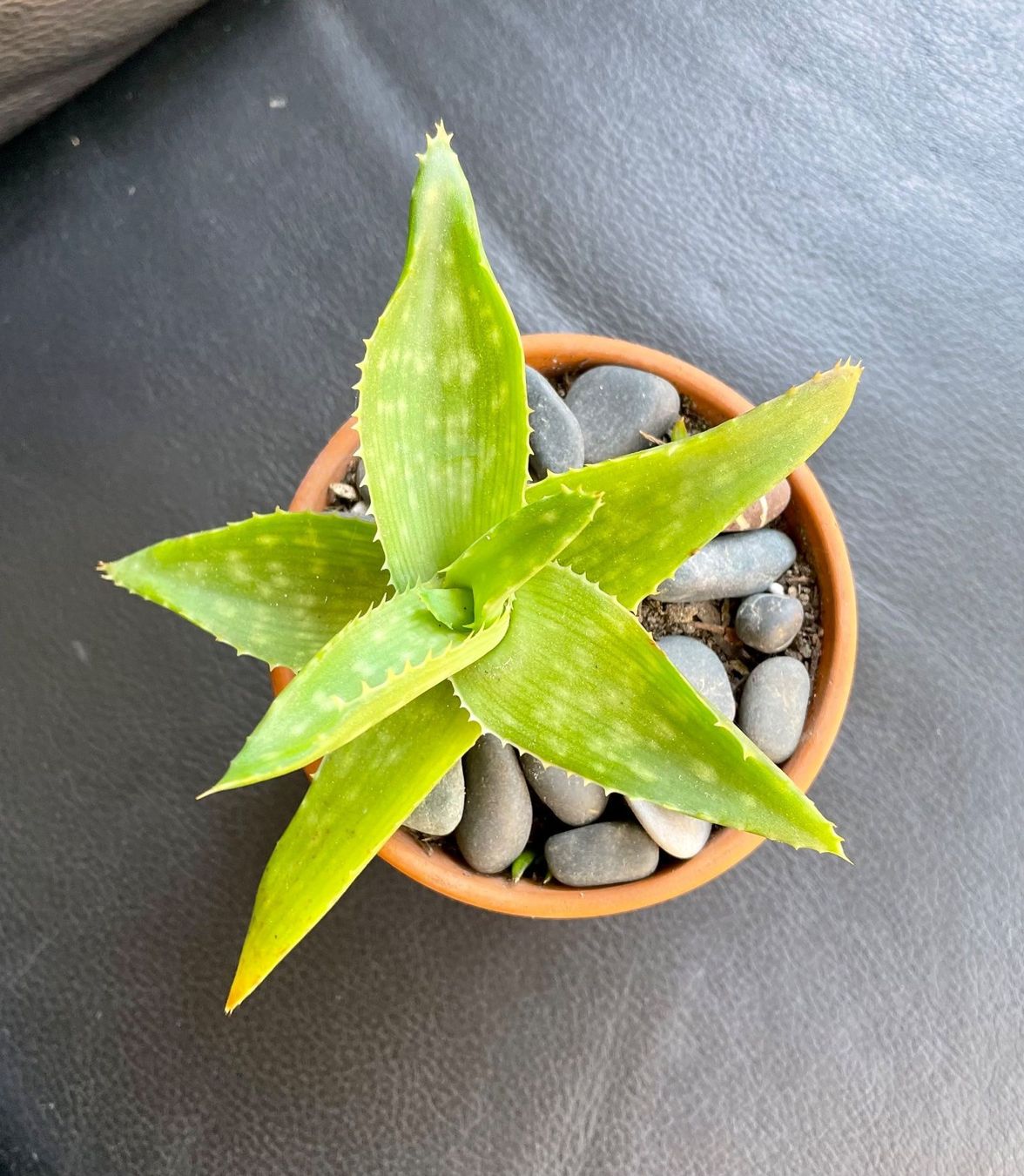 Piante & sementi: Aloe Vera – Usato da Dierikon venduto da Wale71 1
