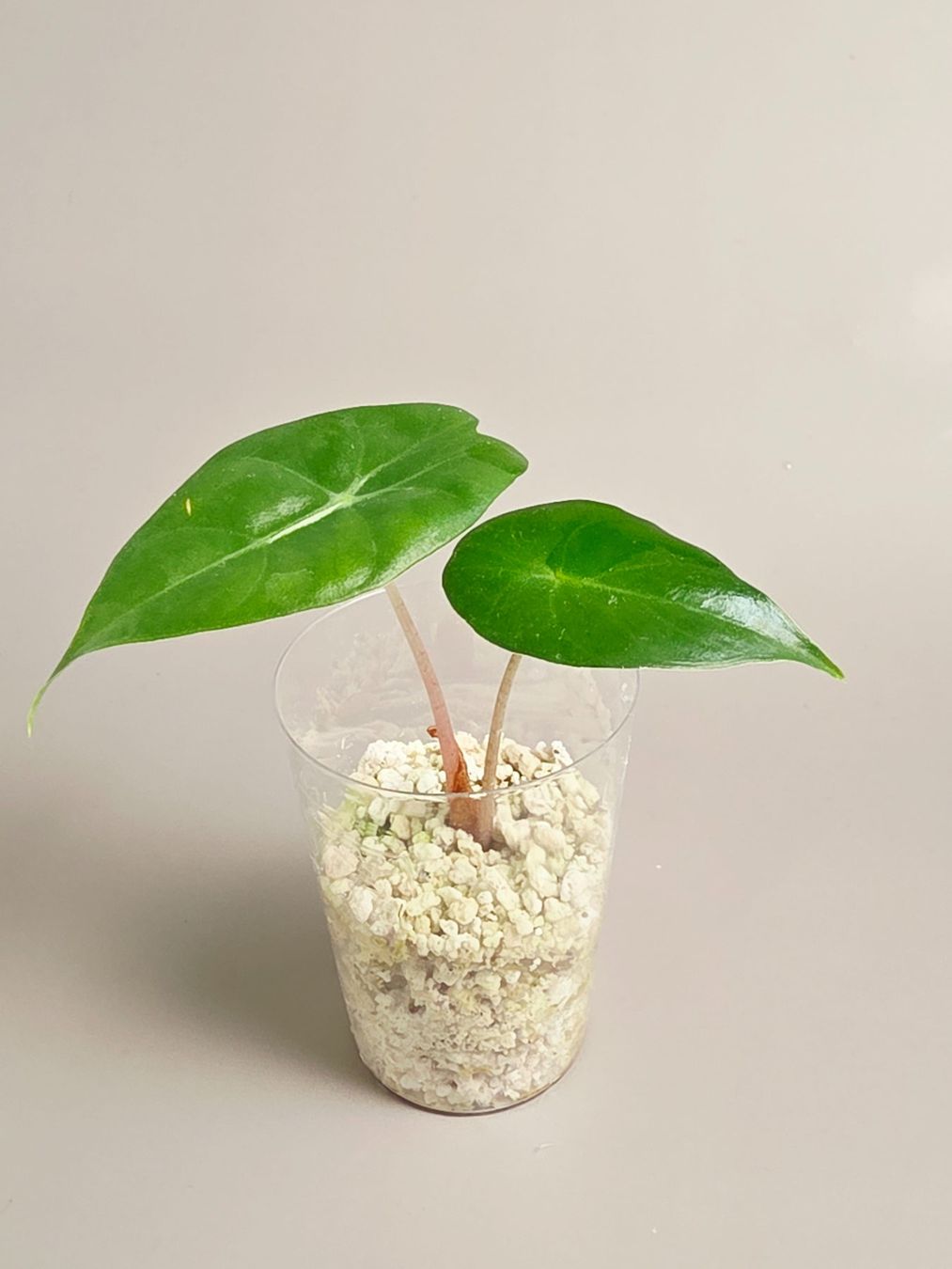 Piante & sementi: Alocasia pink dragon – Nuovo (secondo la descrizione) da Gerolfingen venduto da Azora
