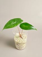 Alocasia pink dragon