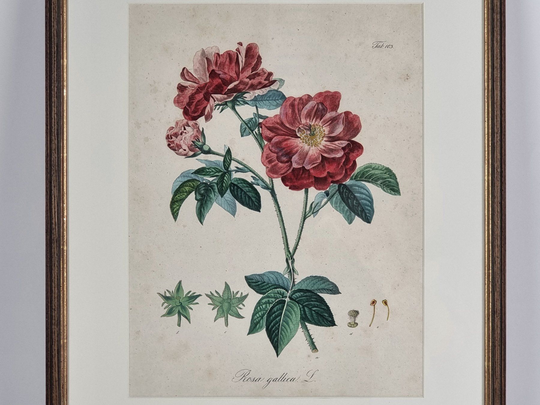 Posters & Illustrations: Bild Rosa gallica L., Daniel Wagner – D'occasion à Urtenen-Schönbühl par Restwert_Schoenbuehl 1