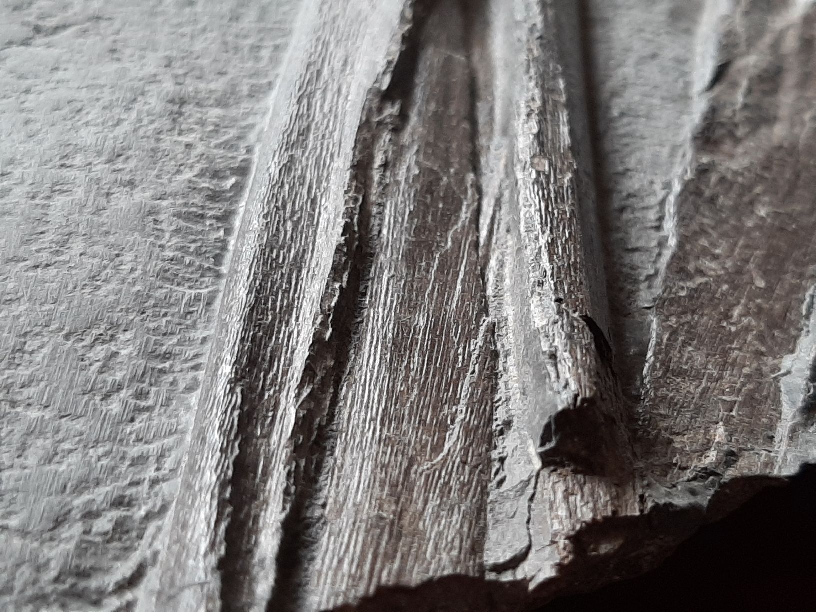 Fossili: Kieferrest eines Ichthyosauriers – Usato da Rickenbach BL venduto da Oktober68 5