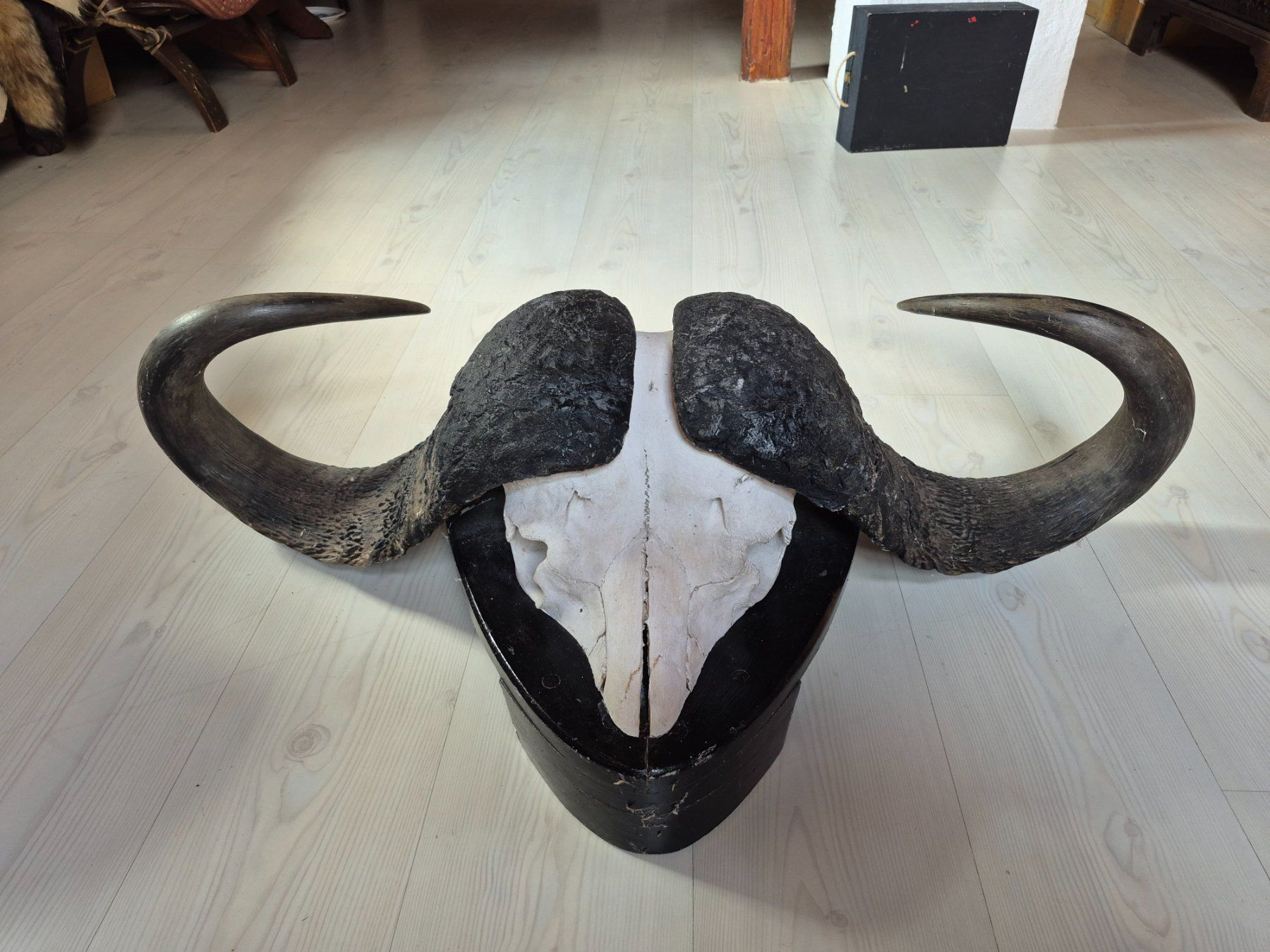 Il mondo degli animali: Trophée chasse buffle africain / Kaffernbüffel Jagdtrophäe – Usato da Treyvaux venduto da Kbh2000 1